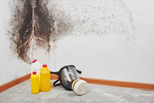 Office Mold Removal Services in Rayne, LA