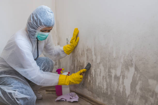 Best Residential Mold Removal  in Rayne, LA