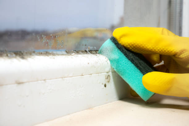 Mold Removal Process in Rayne, LA