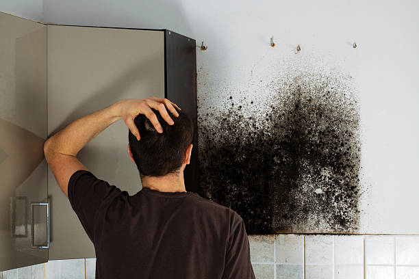 Best Attic Mold Removal  in Rayne, LA