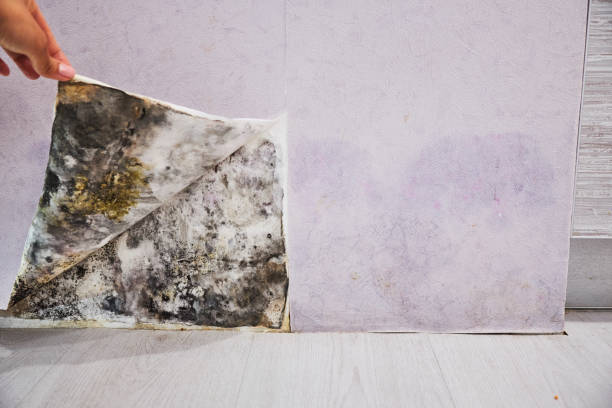 Best Mold Removal Process  in Rayne, LA